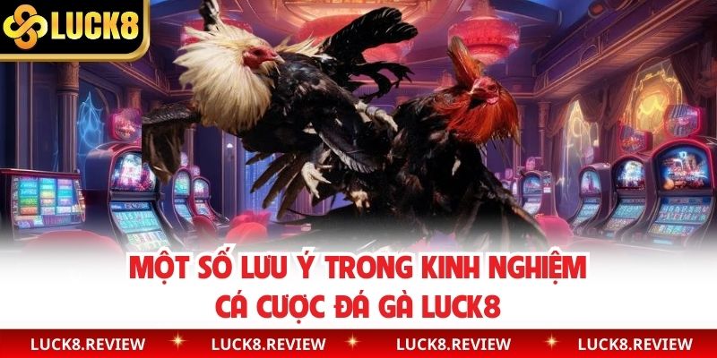 Một số lưu ý trong kinh nghiệm cá cược đá gà Luck8